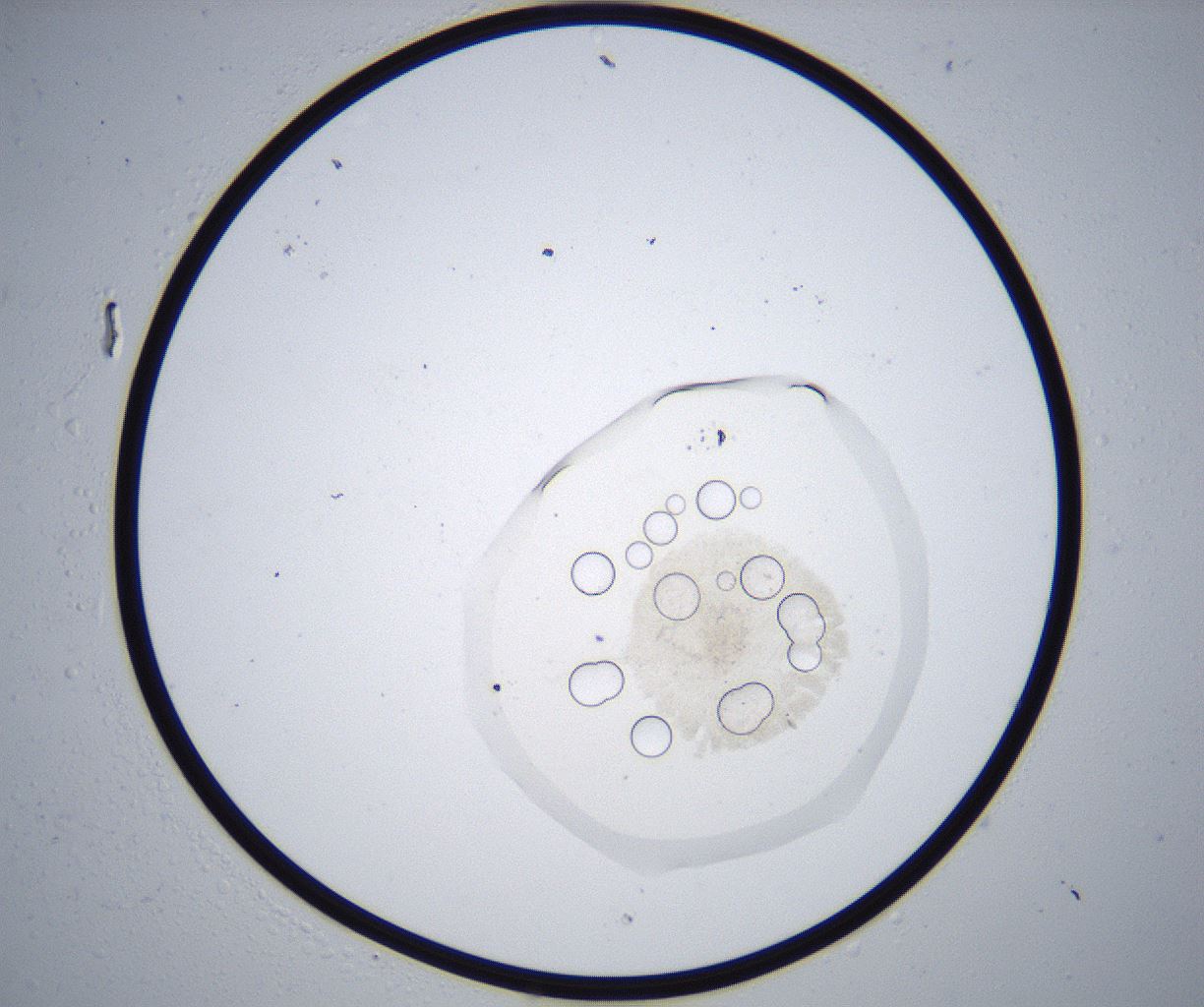 folderID371_plateID2371_batchID11115_wellNum18_profileID1_d1_r170693_ef.jpg