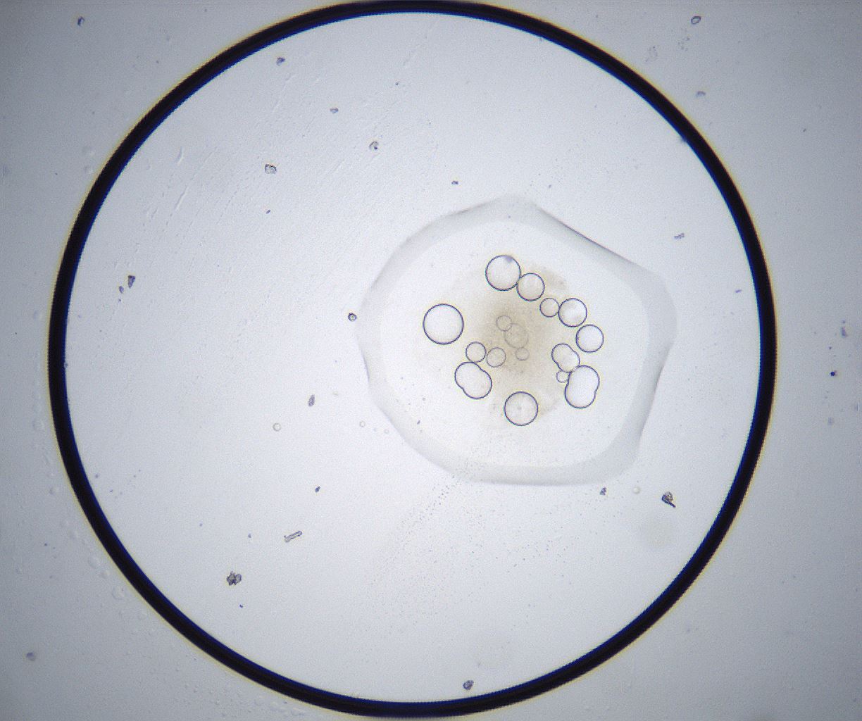 folderID371_plateID2371_batchID11115_wellNum69_profileID1_d1_r170795_ef.jpg