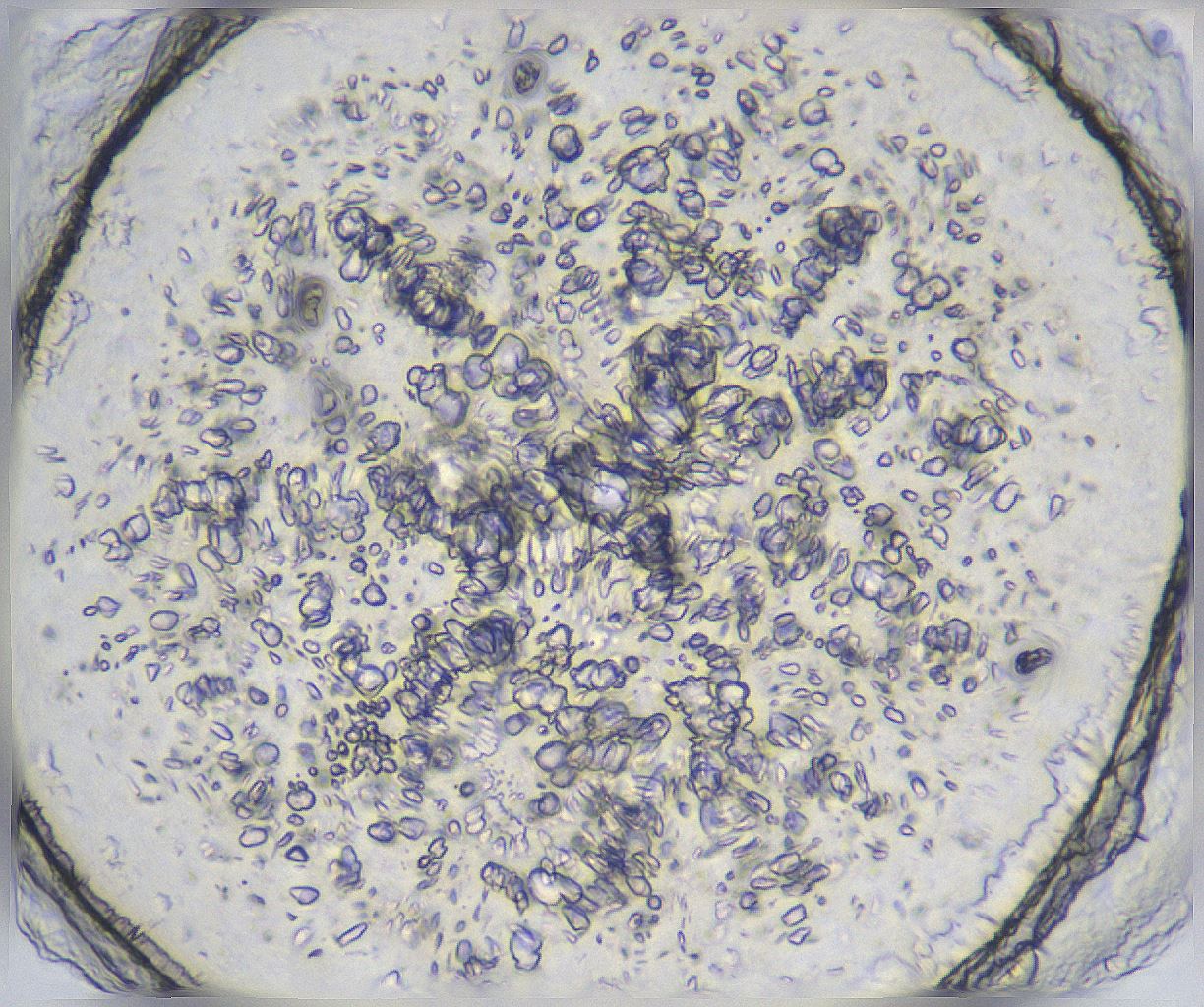 folderID372_plateID2372_batchID11116_wellNum46_profileID1_d1_r170941_ef.jpg