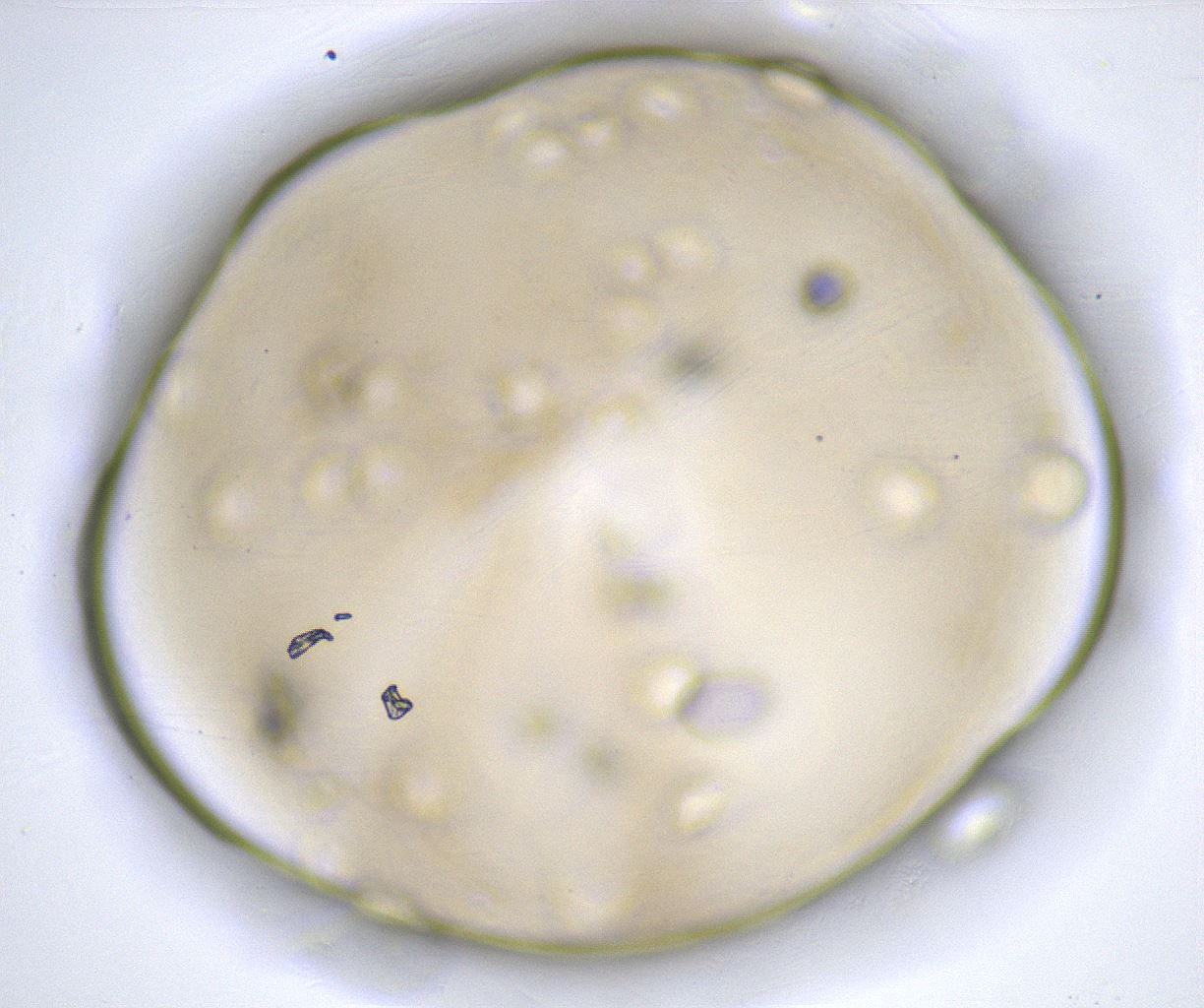 folderID382_plateID2382_batchID11232_wellNum29_profileID1_d1_r175899_ef.jpg