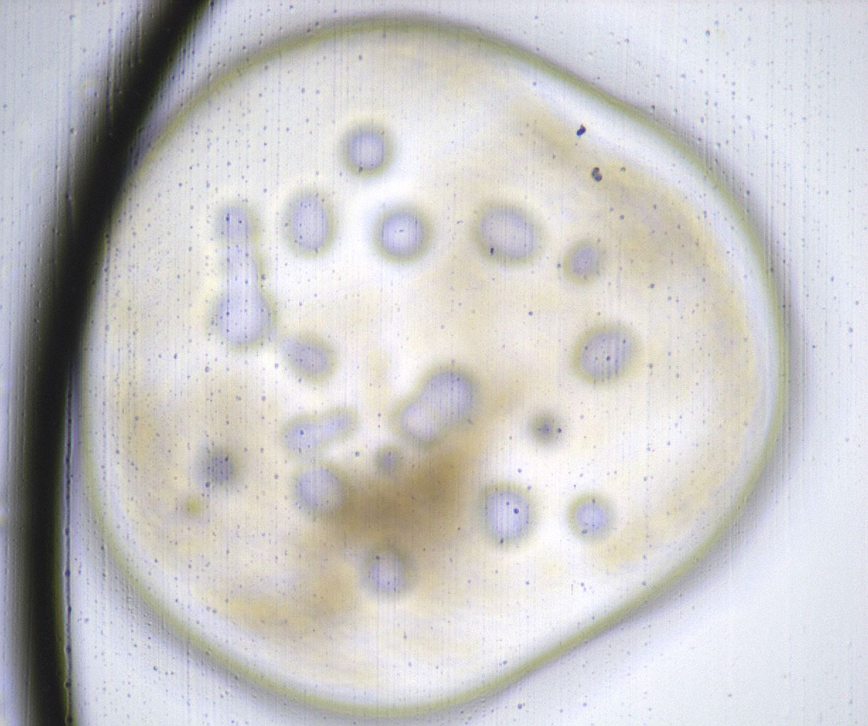 folderID382_plateID2382_batchID11232_wellNum60_profileID1_d1_r175961_ef.jpg