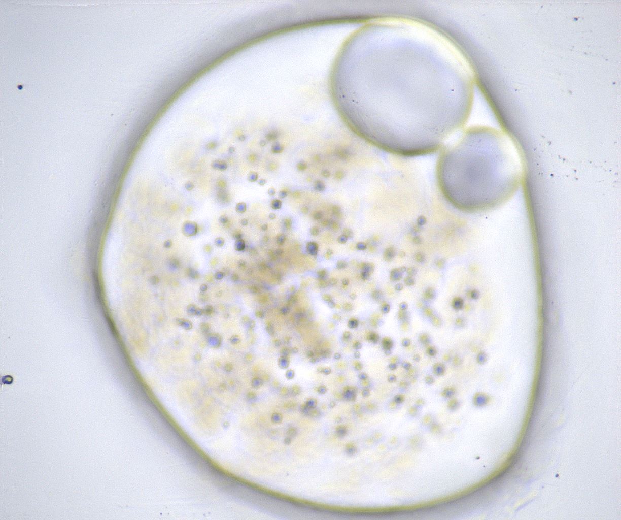 folderID382_plateID2382_batchID11232_wellNum80_profileID1_d1_r176001_ef.jpg