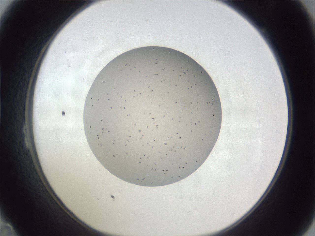 folderID384_plateID1384_batchID4986_wellNum23_profileID1_d1_r84614_ef.jpg