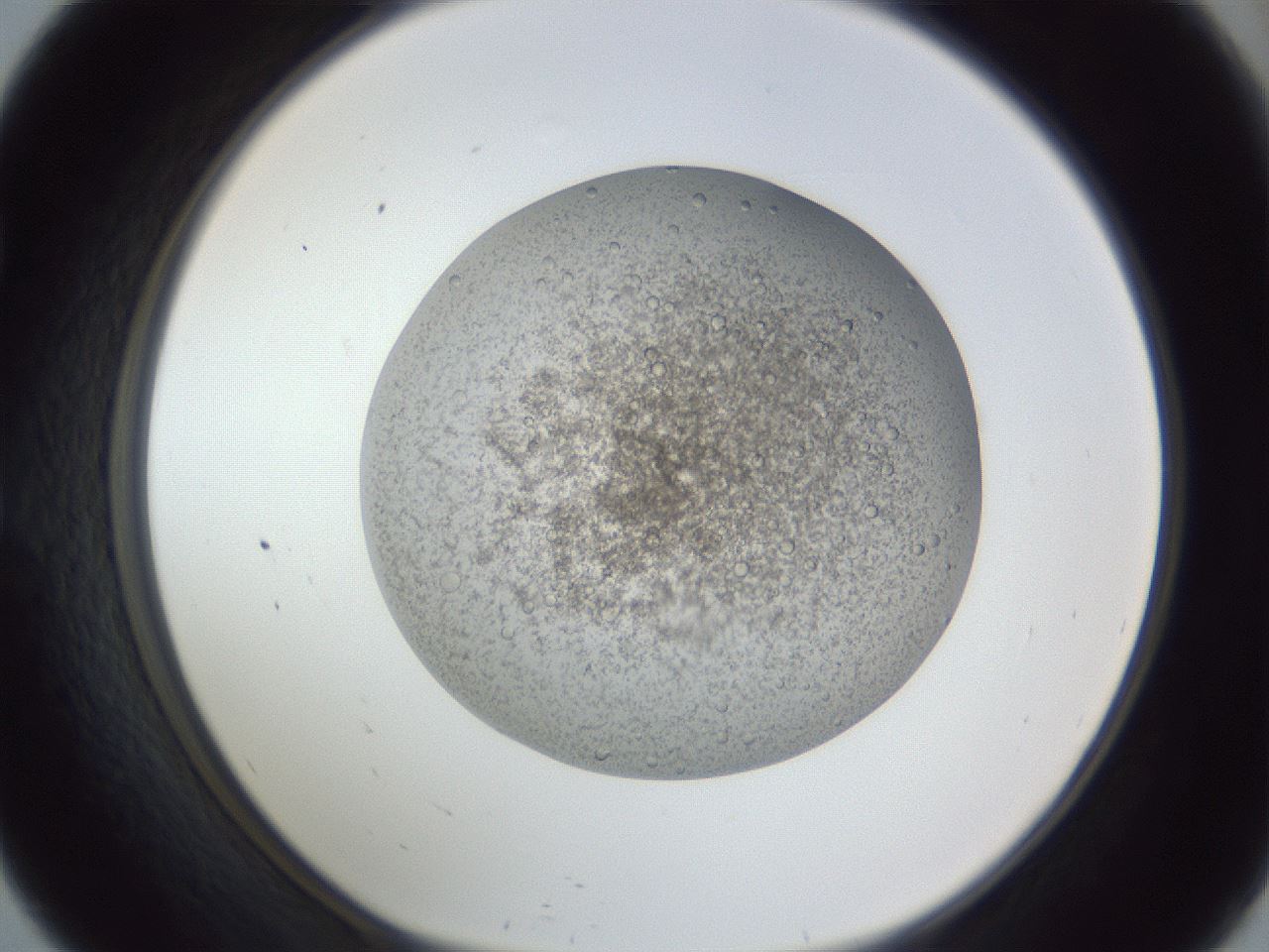 folderID384_plateID1384_batchID4986_wellNum57_profileID1_d1_r84648_ef.jpg