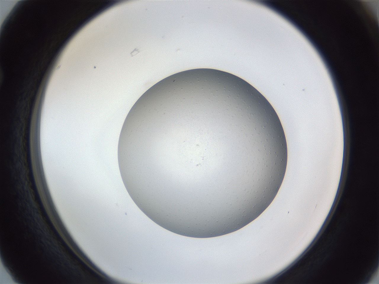 folderID384_plateID1384_batchID4986_wellNum63_profileID1_d1_r84654_ef.jpg