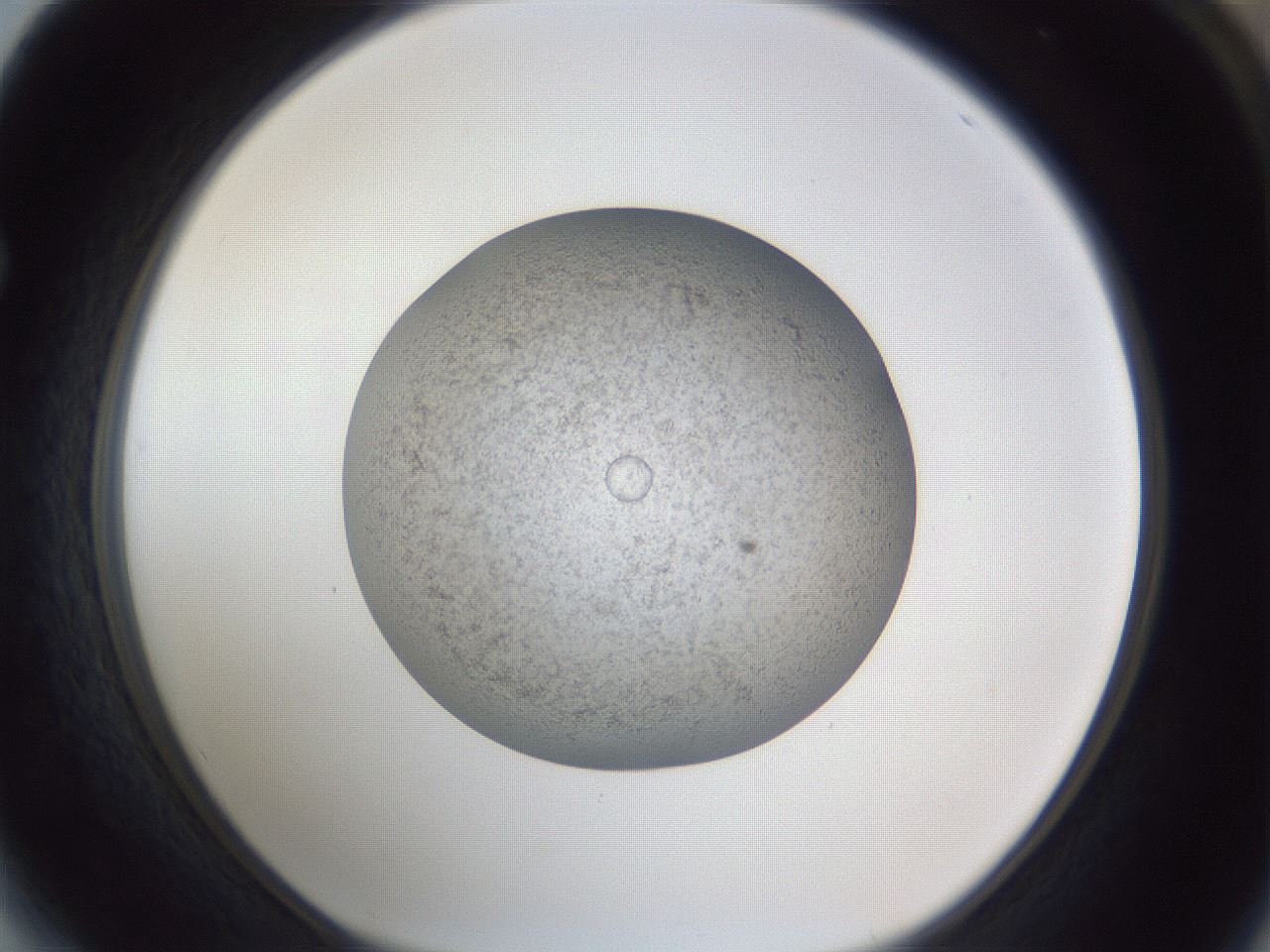 folderID384_plateID1384_batchID4986_wellNum64_profileID1_d1_r84655_ef.jpg