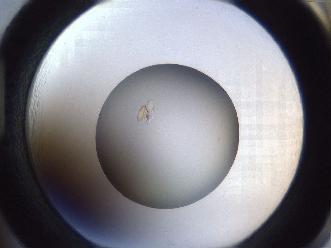 folderID384_plateID1384_batchID4986_wellNum85_profileID1_d1_r84676_ef.jpg