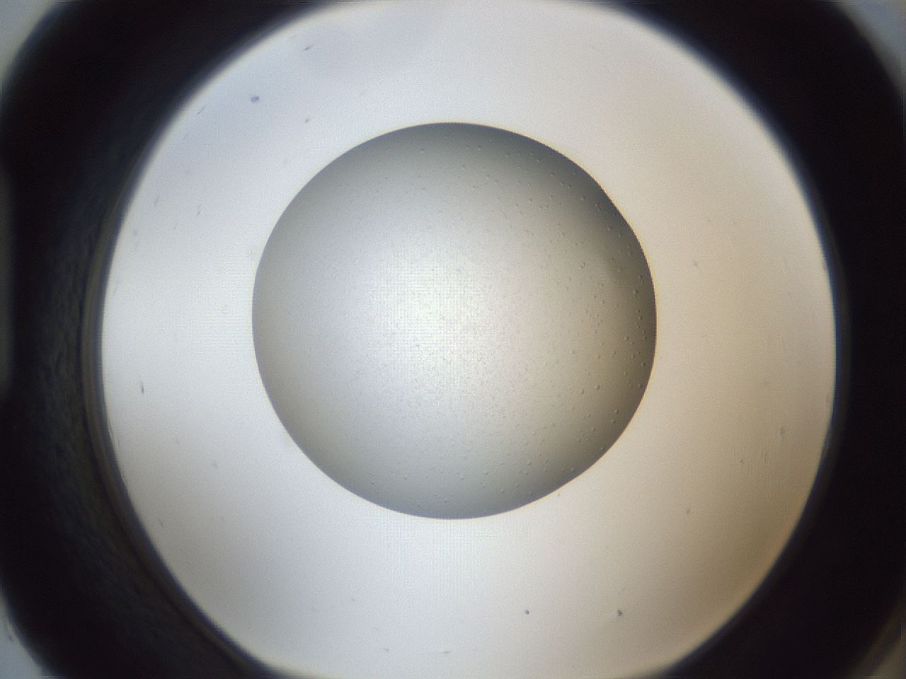 folderID384_plateID1384_batchID4986_wellNum93_profileID1_d1_r84684_ef.jpg