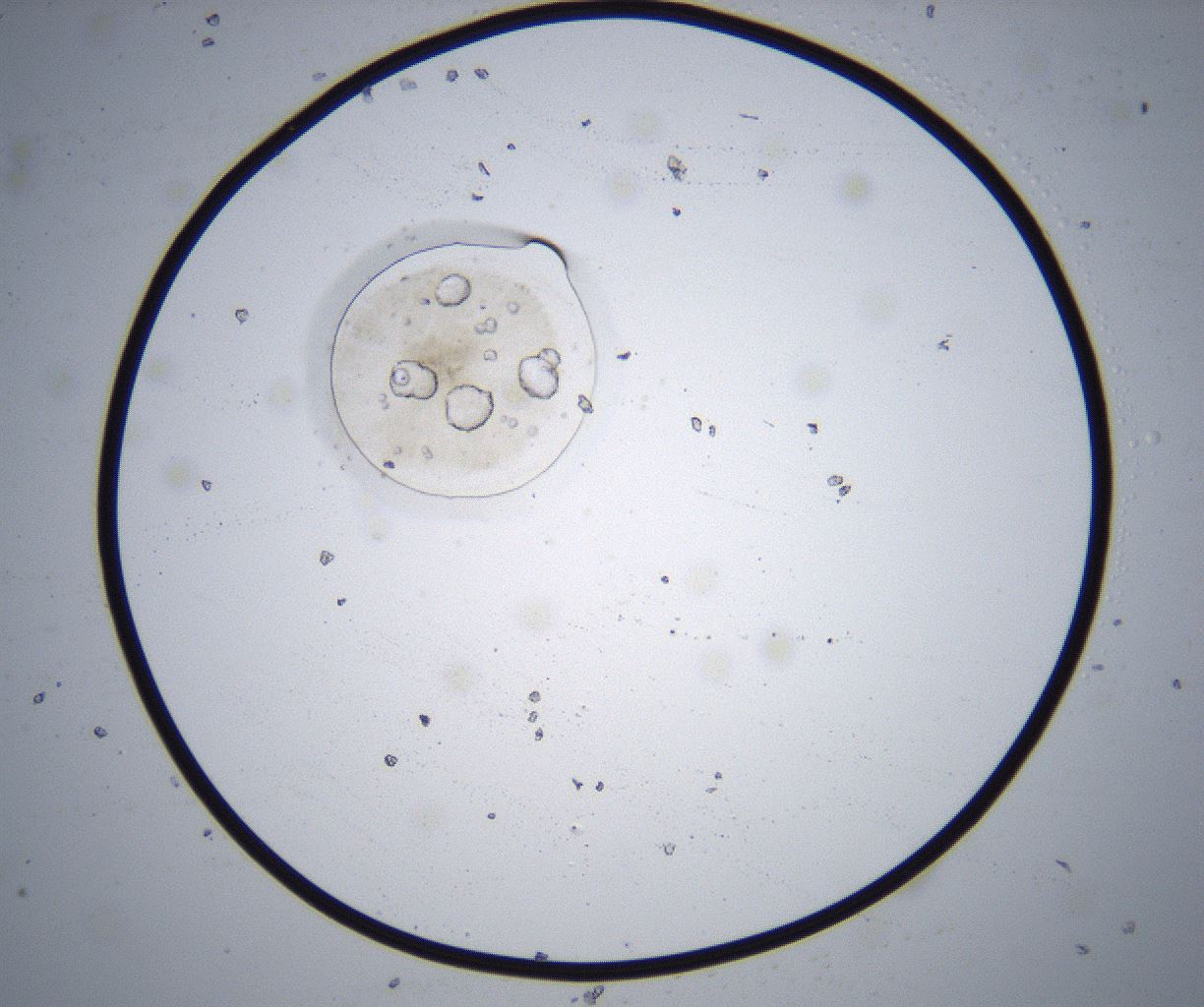 folderID382_plateID2382_batchID11232_wellNum55_profileID1_d1_r175951_ef.jpg
