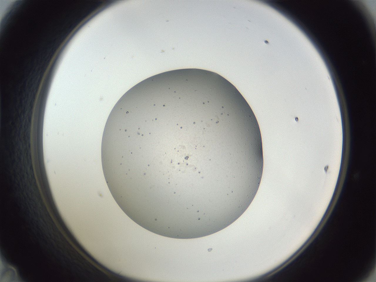 folderID384_plateID1384_batchID4986_wellNum47_profileID1_d1_r84638_ef.jpg