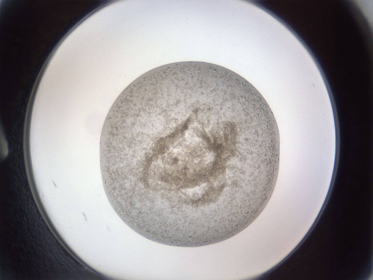 folderID385_plateID1385_batchID4987_wellNum2_profileID1_d1_r84689_ef.jpg