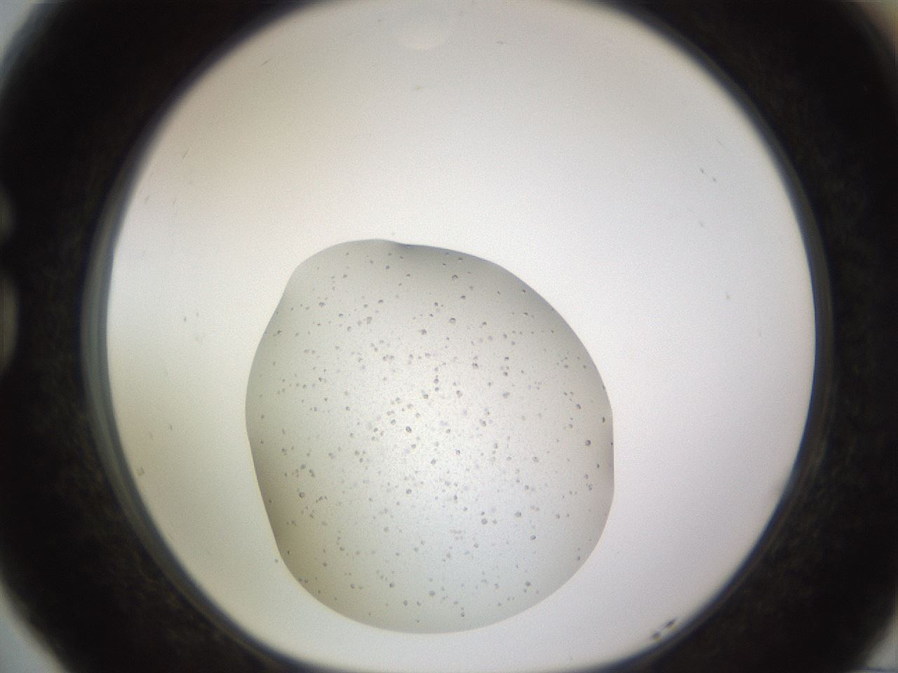 folderID398_plateID1398_batchID5055_wellNum77_profileID1_d1_r85438_ef.jpg