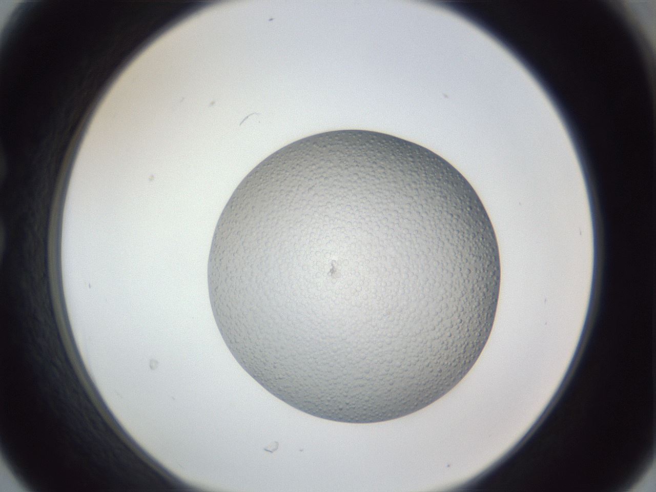 folderID385_plateID1385_batchID4987_wellNum30_profileID1_d1_r84717_ef.jpg