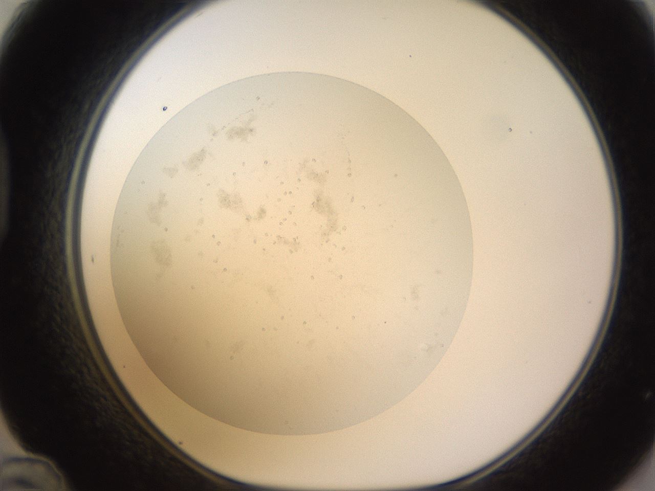 folderID395_plateID1395_batchID5058_wellNum48_profileID1_d1_r85697_ef.jpg