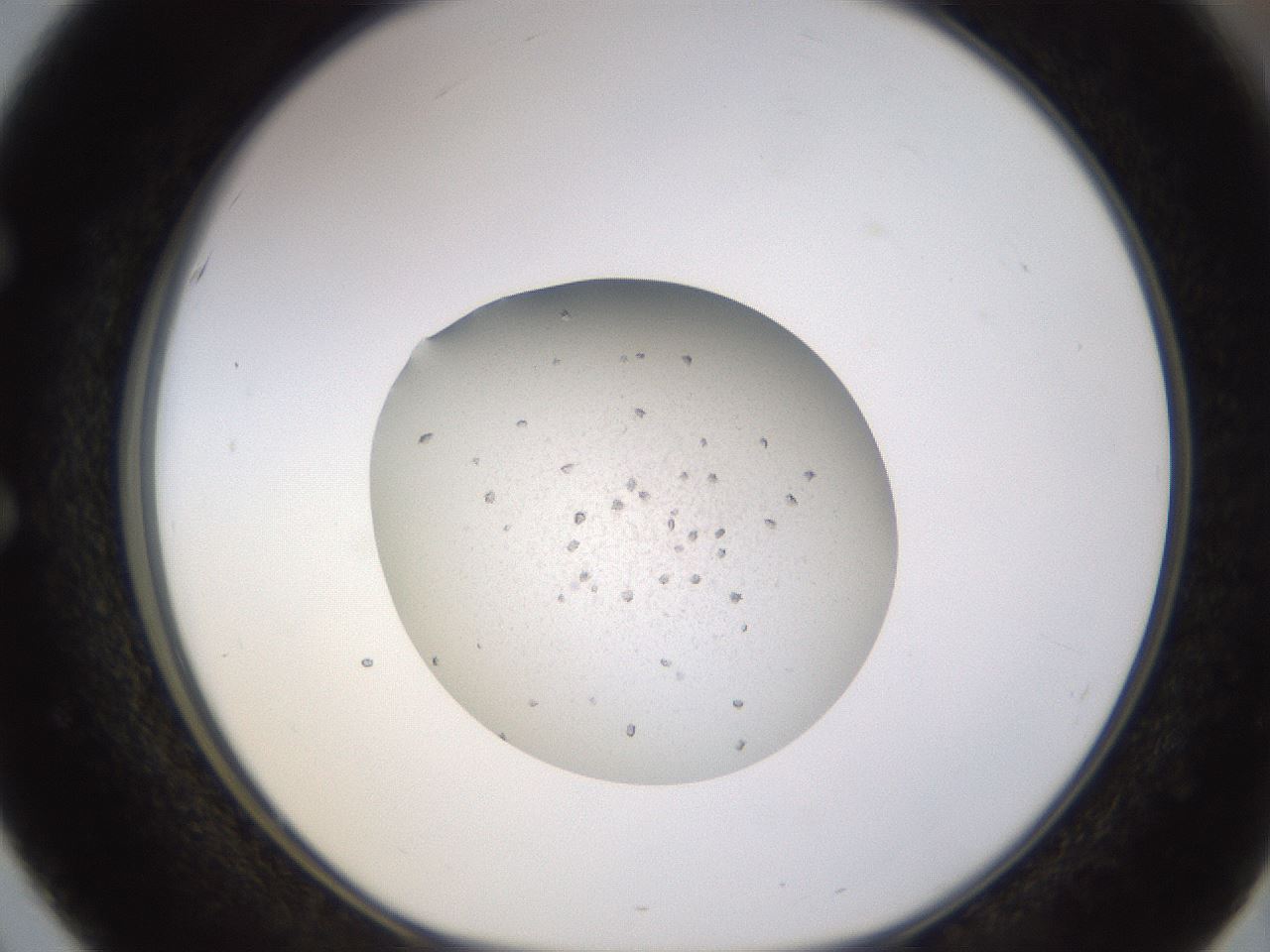 folderID395_plateID1395_batchID5058_wellNum51_profileID1_d1_r85700_ef.jpg