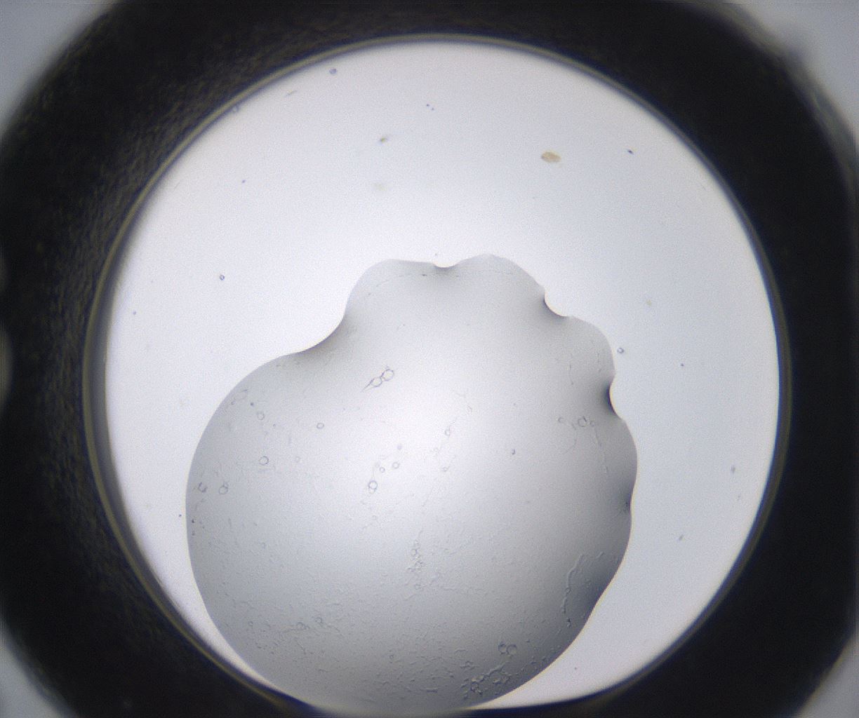 folderID398_plateID2398_batchID11263_wellNum79_profileID1_d1_r177265_ef.jpg