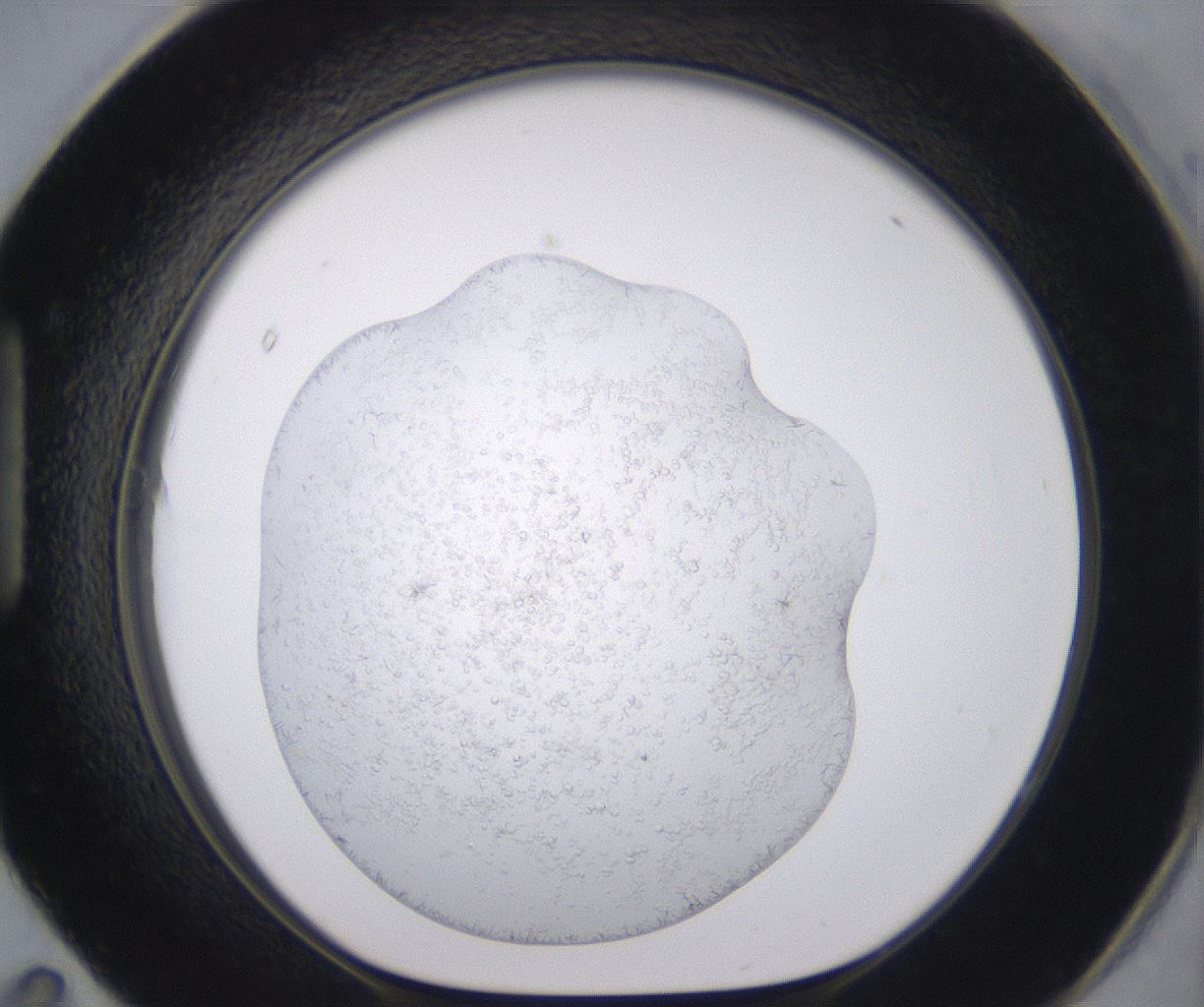 folderID398_plateID2398_batchID11263_wellNum95_profileID1_d1_r177281_ef.jpg