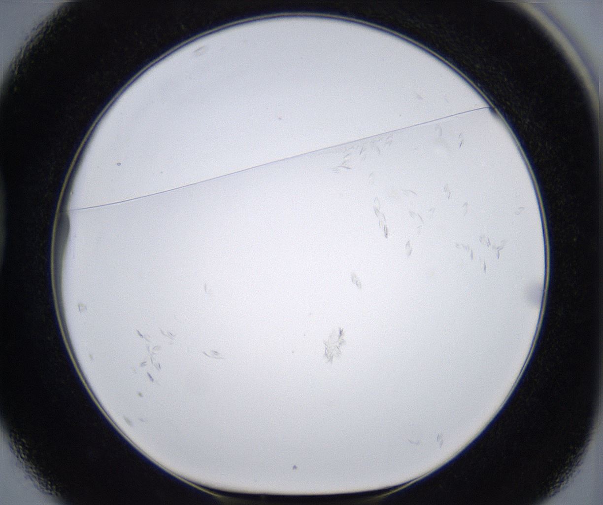 folderID399_plateID2399_batchID11265_wellNum37_profileID1_d1_r177319_ef.jpg