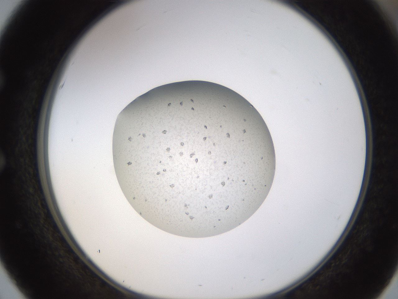 folderID400_plateID1400_batchID5057_wellNum51_profileID1_d1_r85604_ef.jpg