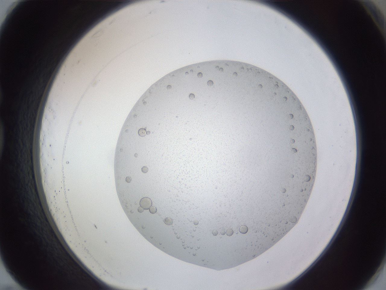 folderID407_plateID2407_batchID11616_wellNum83_profileID1_d1_r178887_ef.jpg