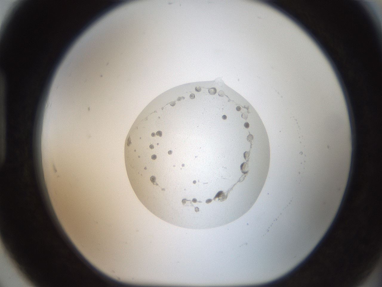 folderID408_plateID2408_batchID11615_wellNum91_profileID1_d1_r178711_ef.jpg