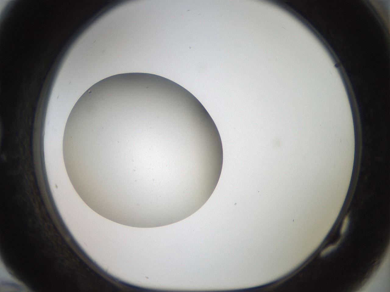 folderID40_plateID2040_batchID8993_wellNum82_profileID1_d1_r137625_ef.jpg