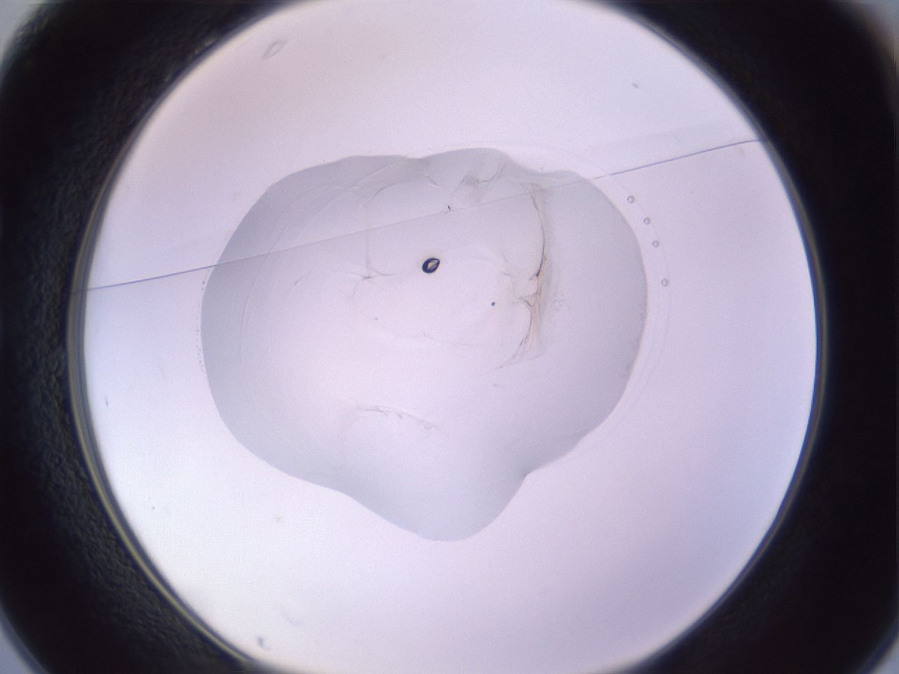folderID416_plateID1416_batchID5191_wellNum25_profileID1_d1_r86826_ef.jpg