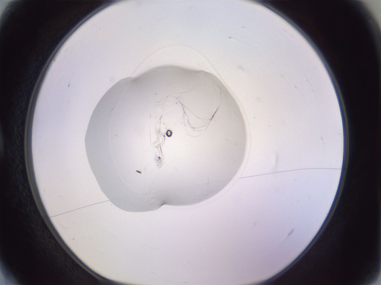 folderID416_plateID1416_batchID5191_wellNum4_profileID1_d1_r86805_ef.jpg