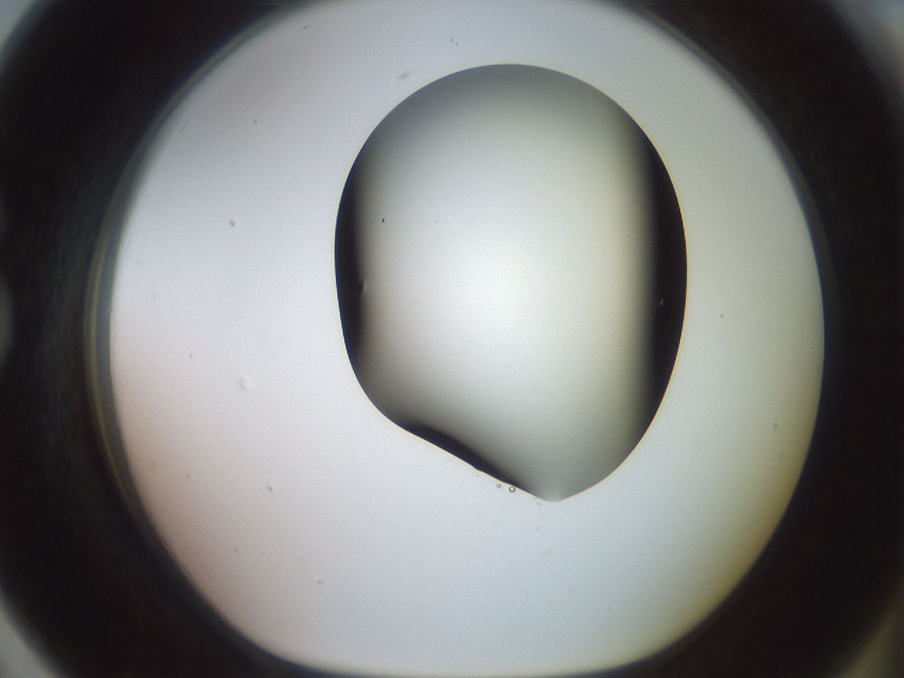 folderID416_plateID2416_batchID11658_wellNum79_profileID1_d1_r179246_ef.jpg