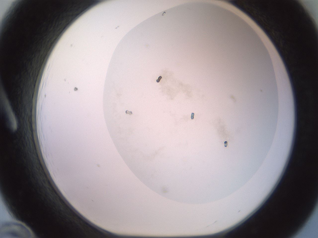 folderID417_plateID2417_batchID11657_wellNum12_profileID1_d1_r179083_ef.jpg