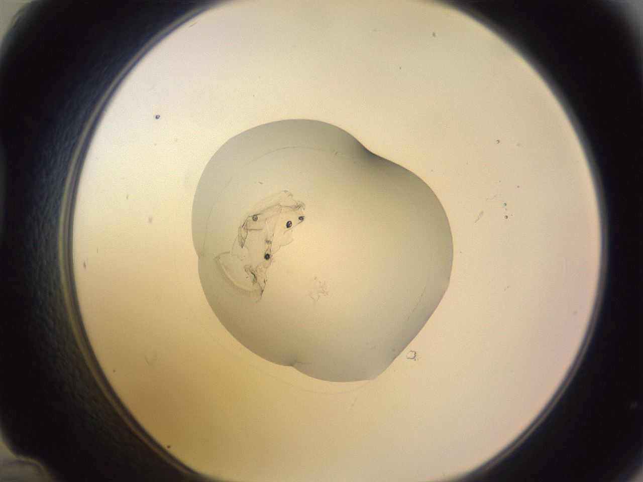 folderID419_plateID1419_batchID5194_wellNum48_profileID1_d1_r87041_ef.jpg