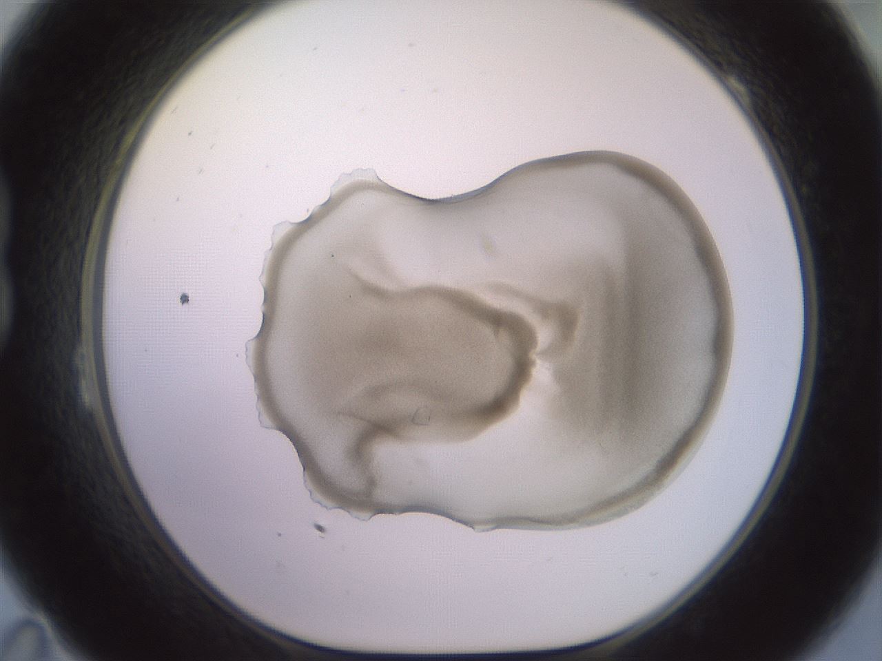 folderID419_plateID2419_batchID11660_wellNum23_profileID1_d1_r179382_ef.jpg