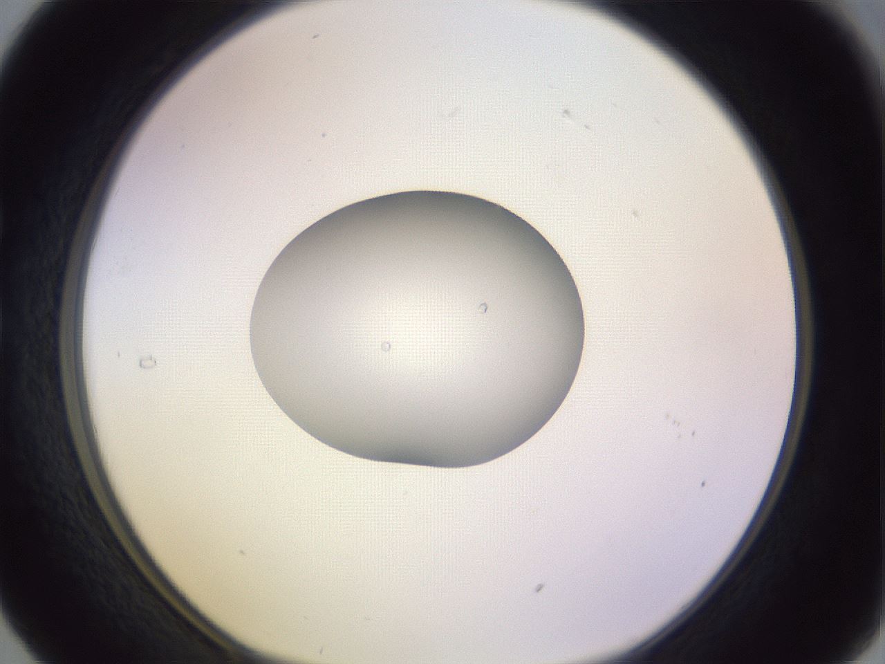 folderID423_plateID1423_batchID5198_wellNum29_profileID1_d1_r87502_ef.jpg