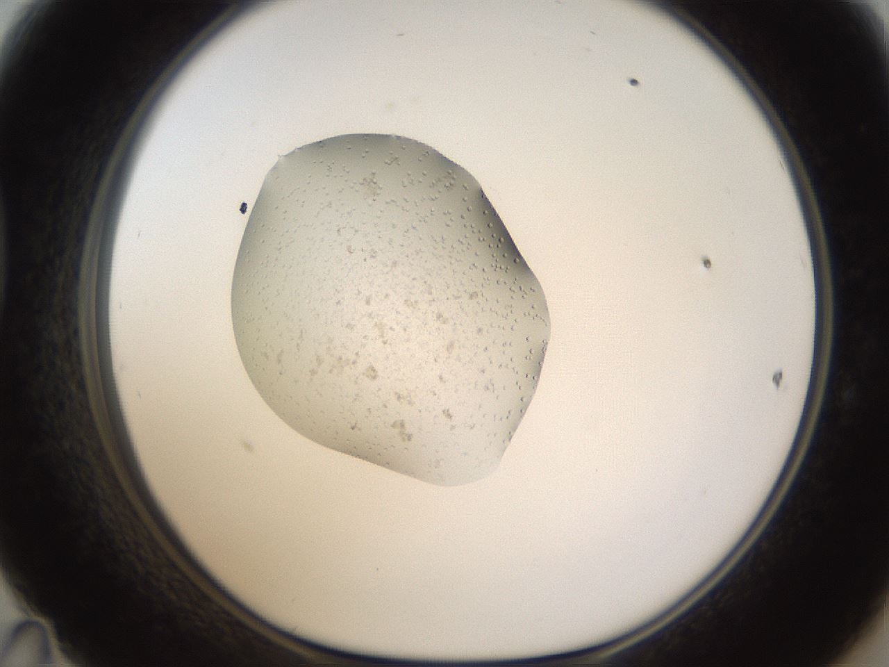 folderID424_plateID1424_batchID5190_wellNum47_profileID1_d1_r87136_ef.jpg