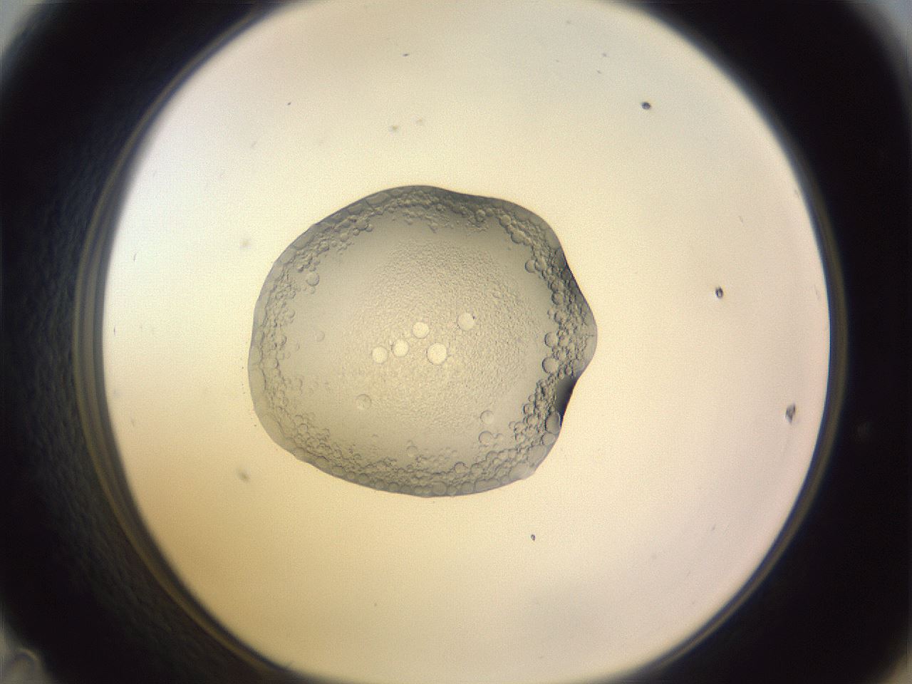 folderID425_plateID1425_batchID5199_wellNum47_profileID1_d1_r87712_ef.jpg