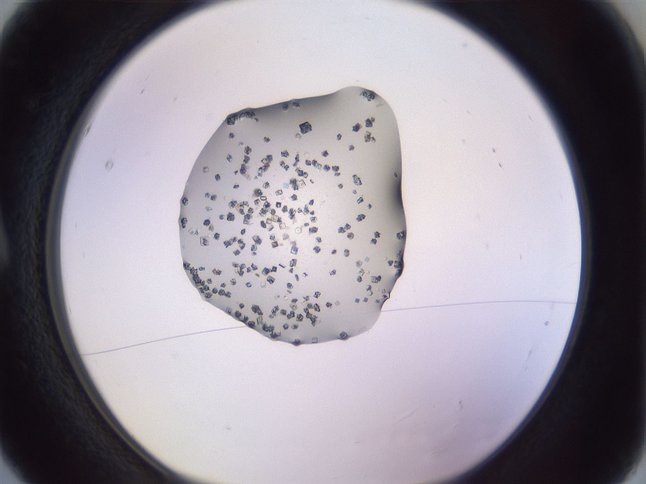 folderID425_plateID1425_batchID5199_wellNum5_profileID1_d1_r87670_ef.jpg