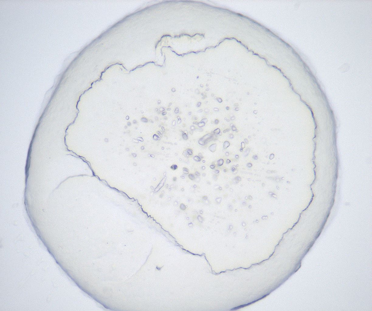 folderID425_plateID2425_batchID11729_wellNum82_profileID1_d1_r184130_ef.jpg