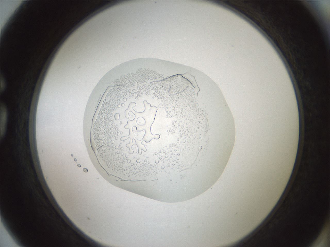 folderID426_plateID1426_batchID5433_wellNum75_profileID1_d1_r88301_ef.jpg