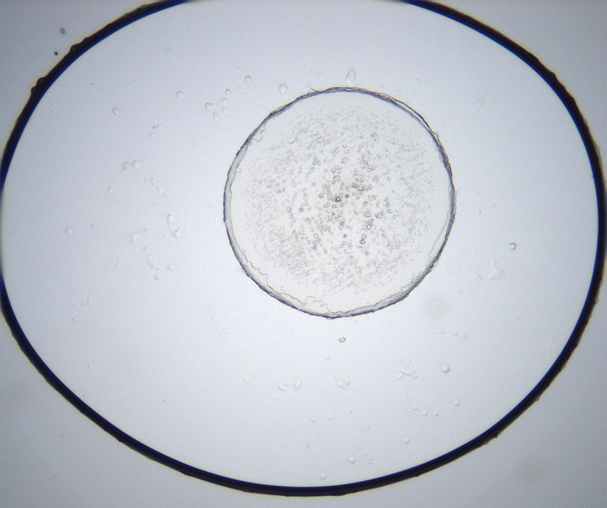 folderID426_plateID2426_batchID11721_wellNum5_profileID1_d1_r183400_ef.jpg