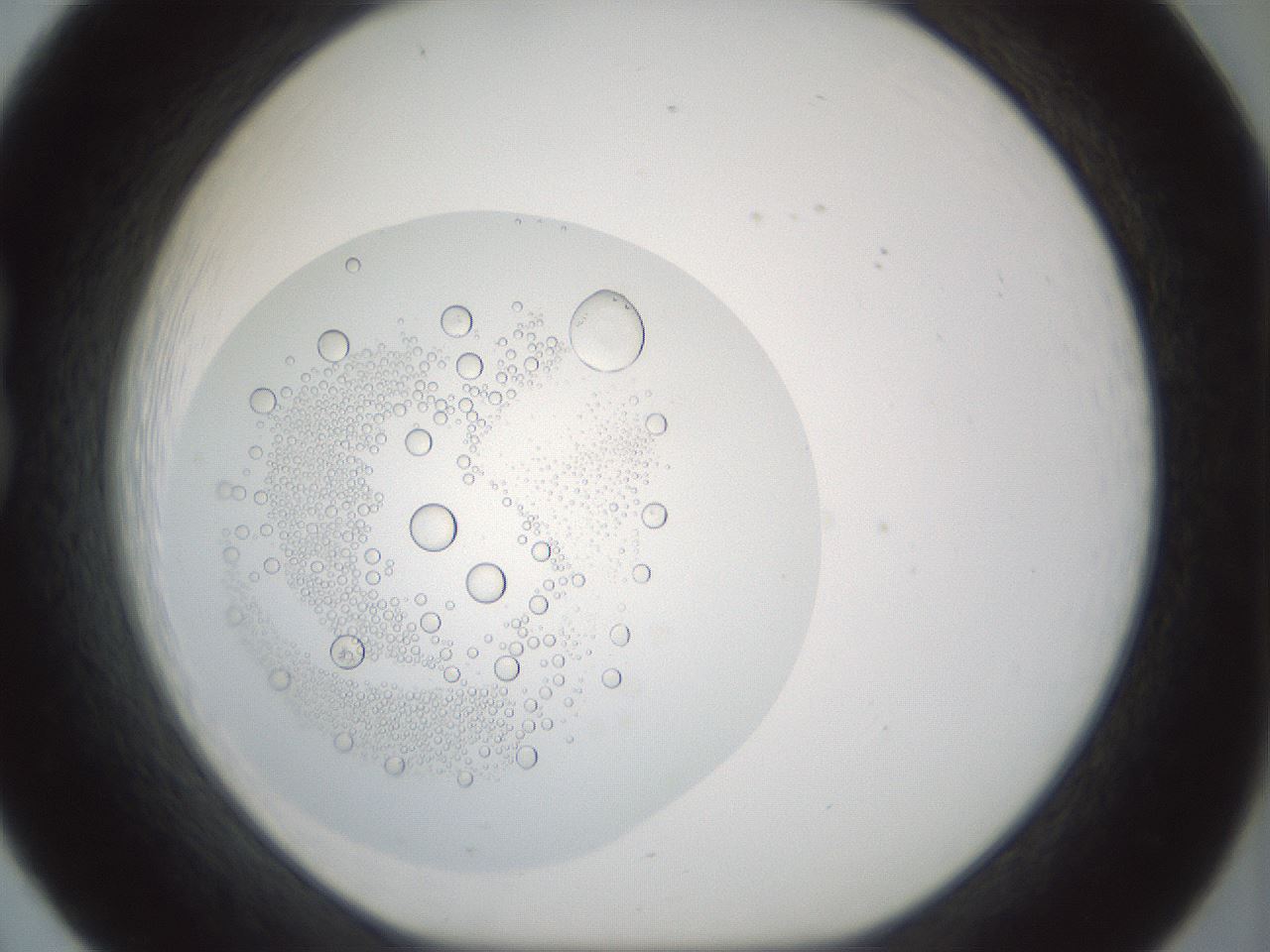 folderID427_plateID1427_batchID5434_wellNum20_profileID1_d1_r88575_ef.jpg