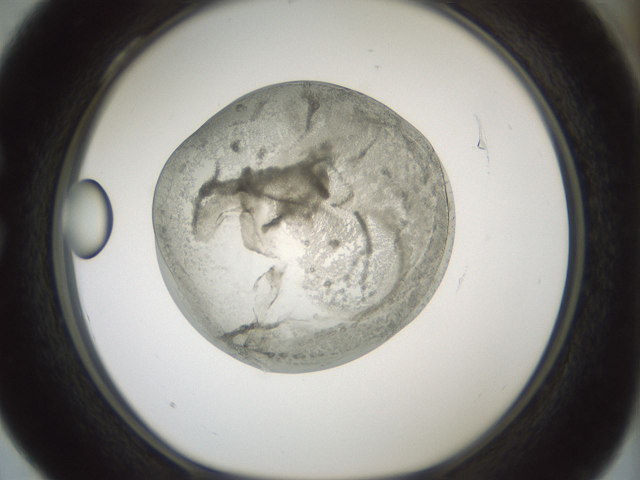 folderID428_plateID1428_batchID5438_wellNum28_profileID1_d1_r89935_ef.jpg