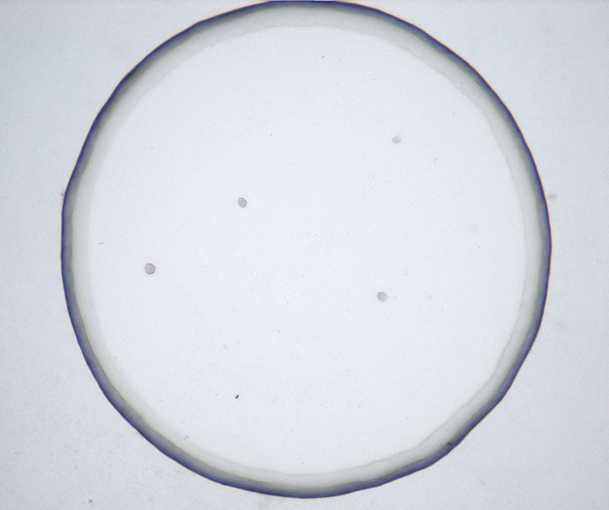folderID426_plateID2426_batchID11721_wellNum15_profileID1_d1_r183420_ef.jpg
