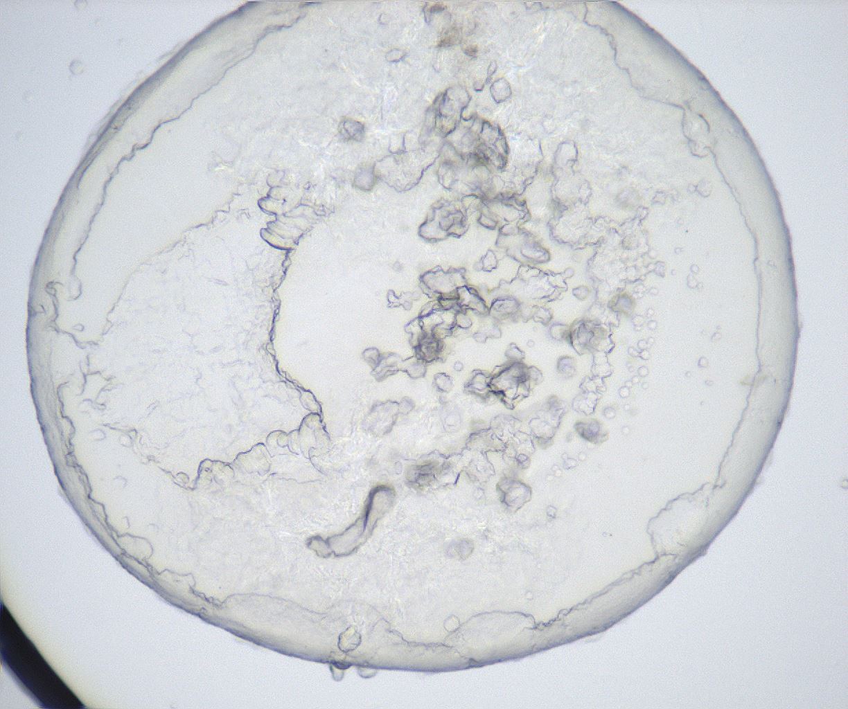 folderID426_plateID2426_batchID11721_wellNum86_profileID1_d1_r183562_ef.jpg