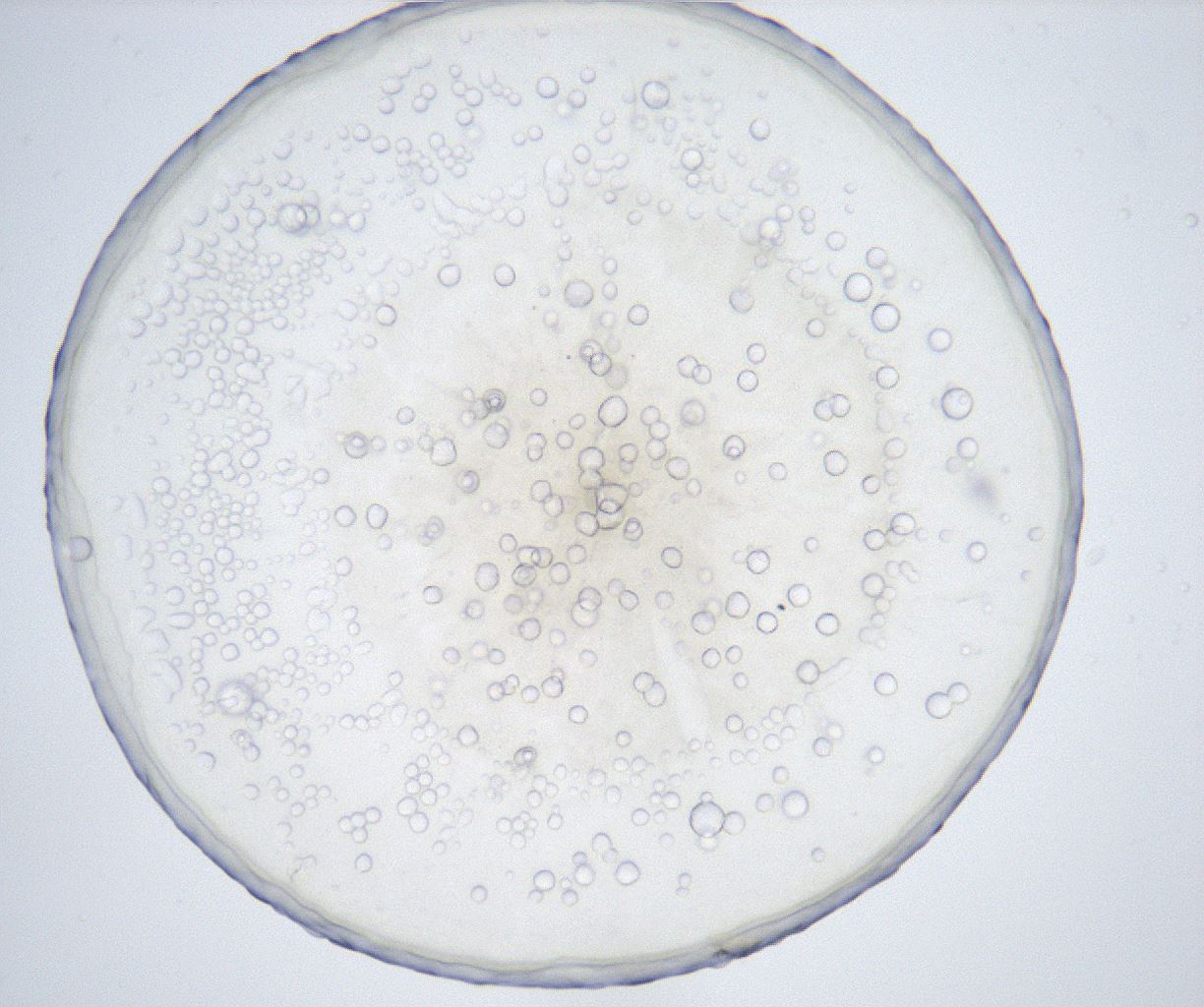 folderID426_plateID2426_batchID11721_wellNum91_profileID1_d1_r183572_ef.jpg
