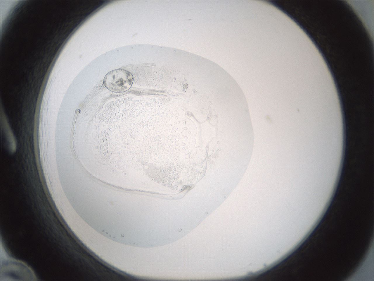 folderID427_plateID1427_batchID5434_wellNum12_profileID1_d1_r88559_ef.jpg