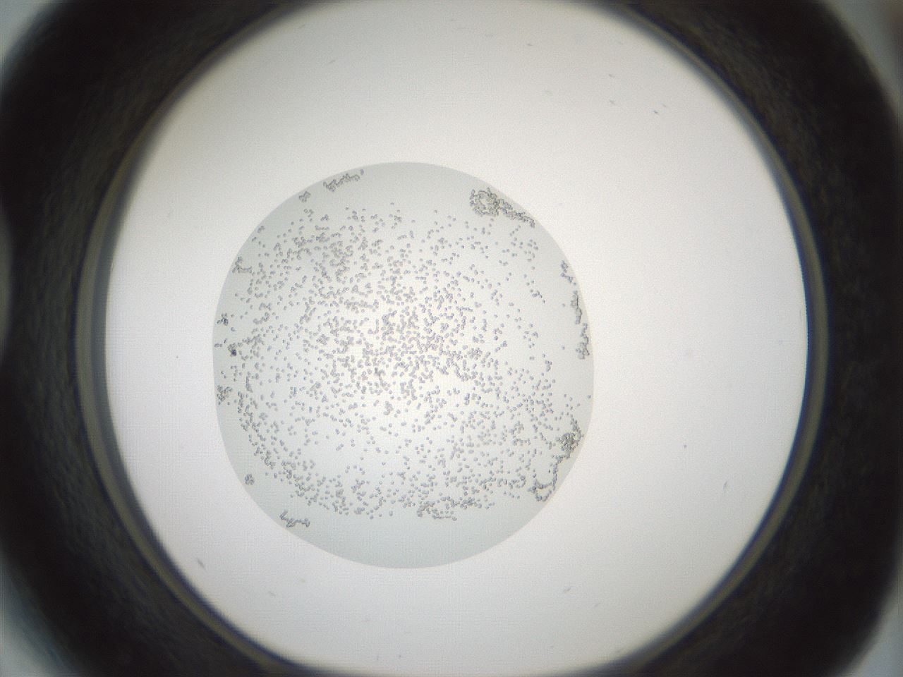 folderID427_plateID1427_batchID5434_wellNum41_profileID1_d1_r88617_ef.jpg