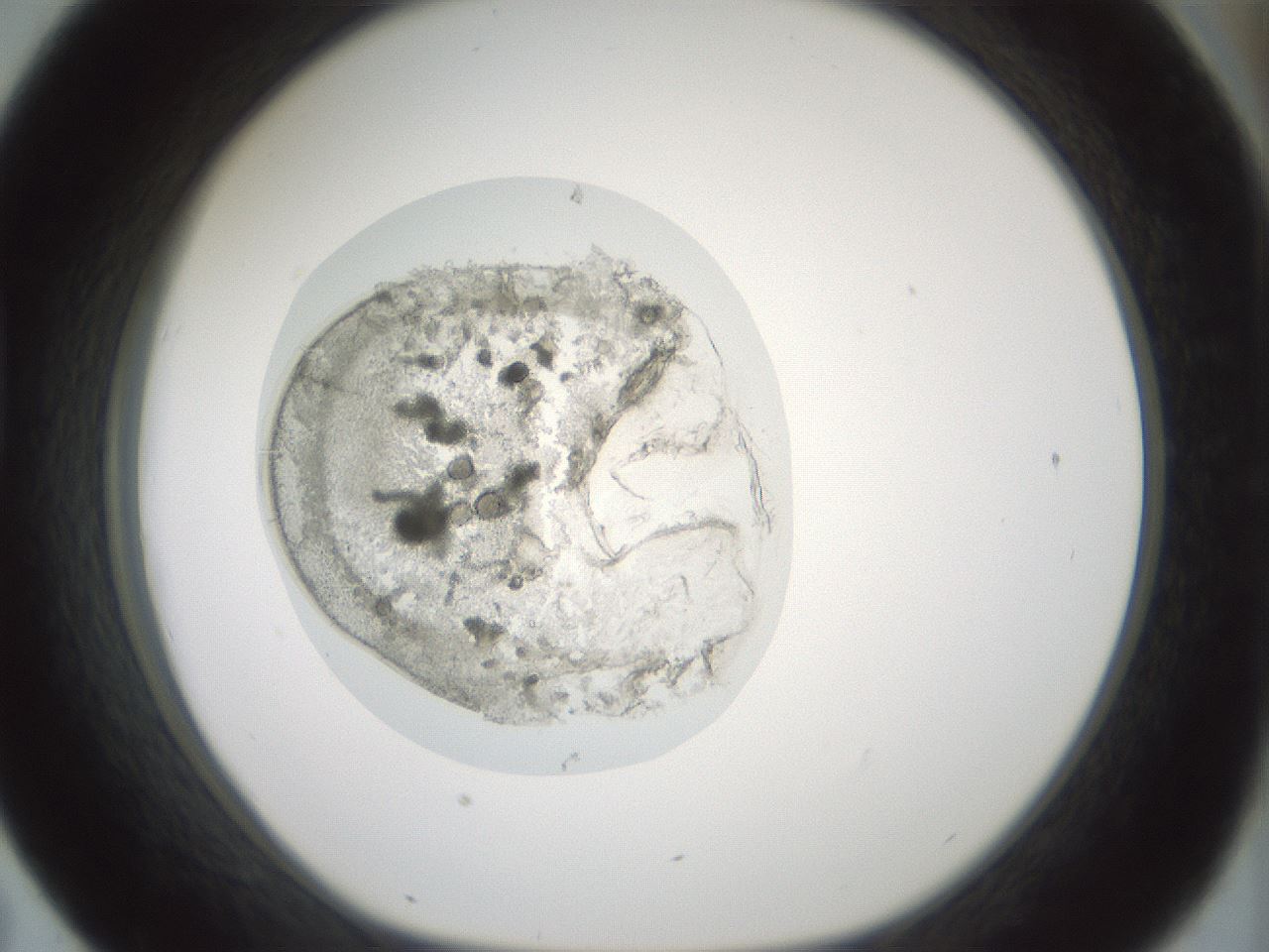 folderID427_plateID1427_batchID5434_wellNum43_profileID1_d1_r88621_ef.jpg