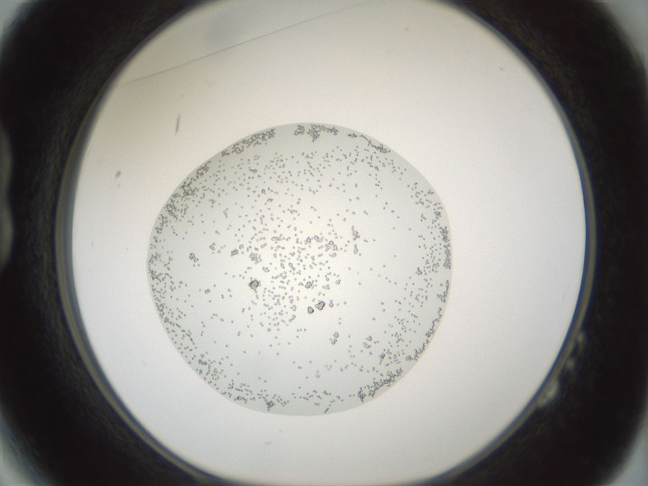 folderID428_plateID1428_batchID5438_wellNum14_profileID1_d1_r89907_ef.jpg