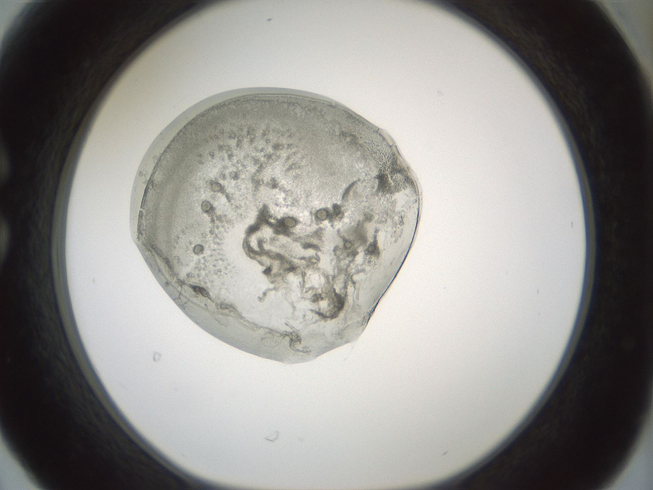 folderID428_plateID1428_batchID5438_wellNum30_profileID1_d1_r89939_ef.jpg