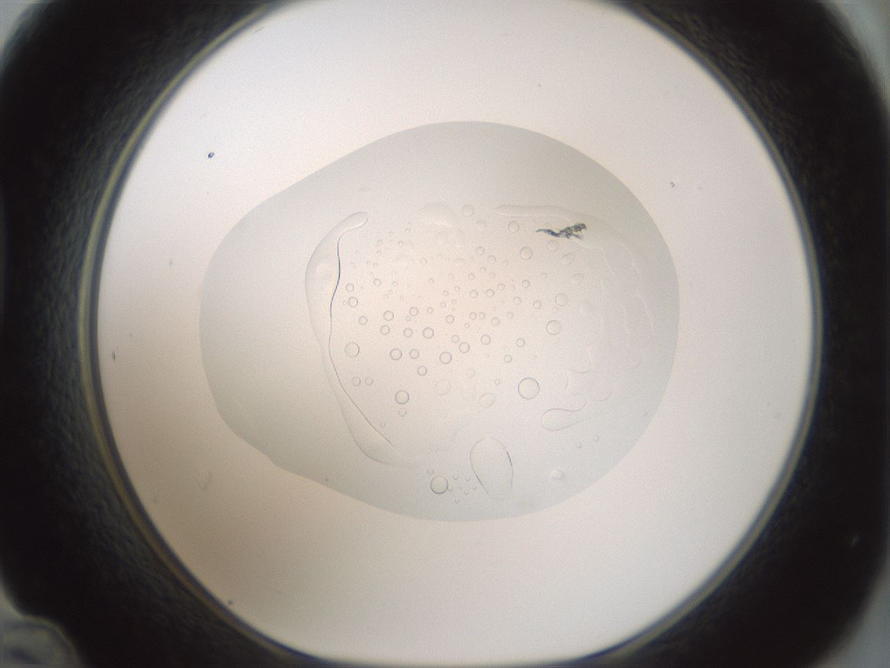 folderID428_plateID1428_batchID5438_wellNum48_profileID1_d1_r89975_ef.jpg